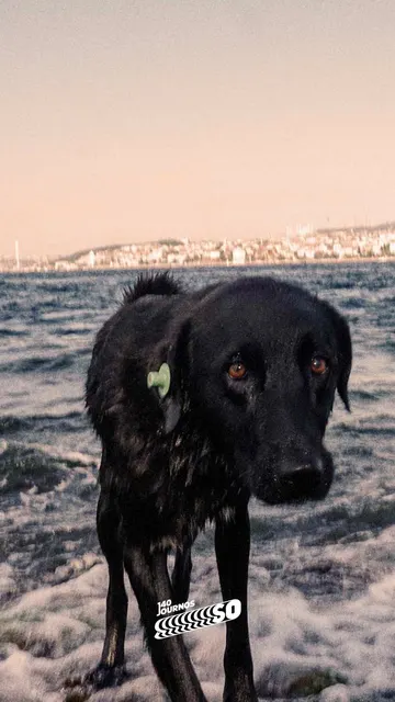 boğazsefası