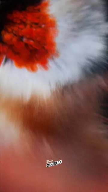 kuşlarınhatrına